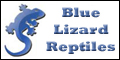 Blue Lizard Reptiles